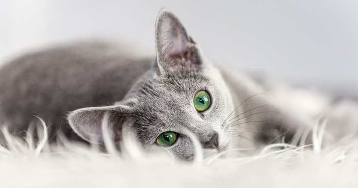 Private Parties in Fishers: 30-Minute Group Cat Lounge Experience