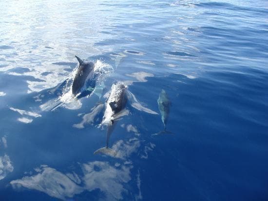 Pod of dolphins swimming near surface in calm open ocean