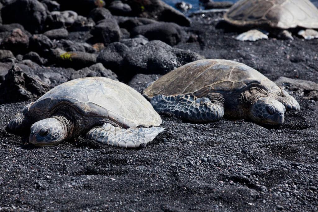 Big Island Grand Circle Tour: Explore Kailua-Kona's Wonders