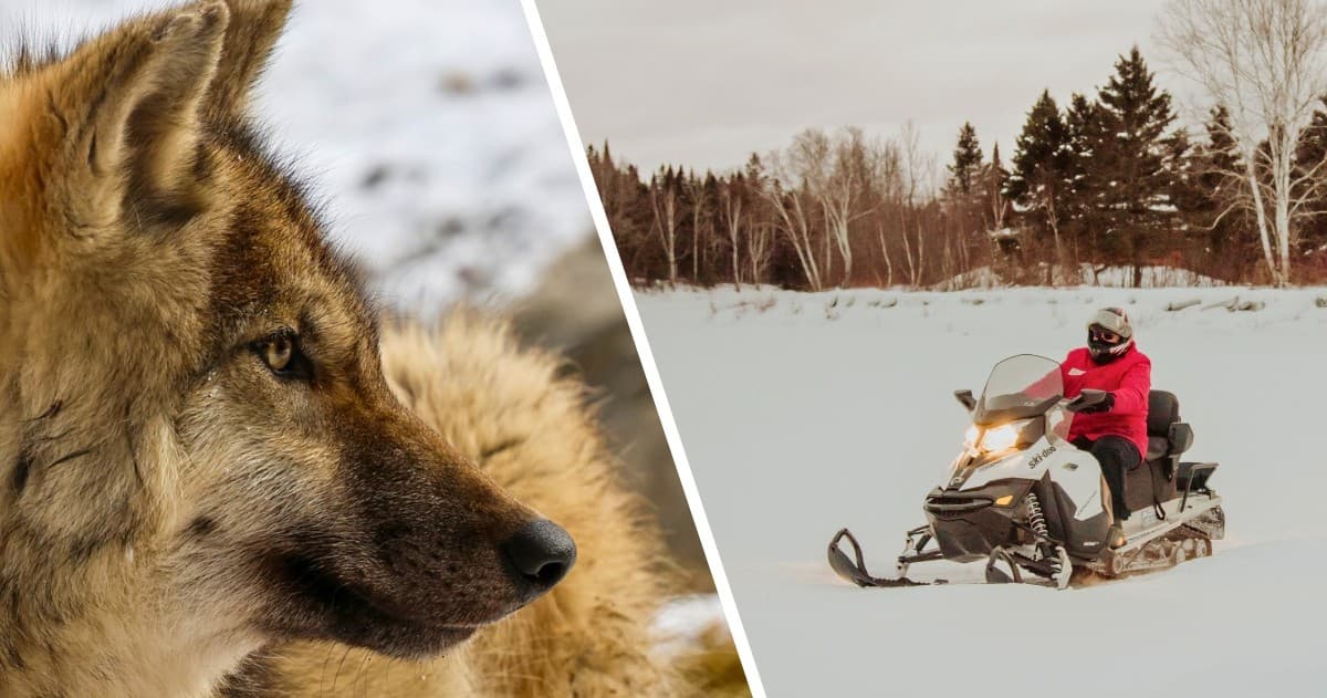 Snowmobiling Adventure with Chalets Villégiature & Daaquam