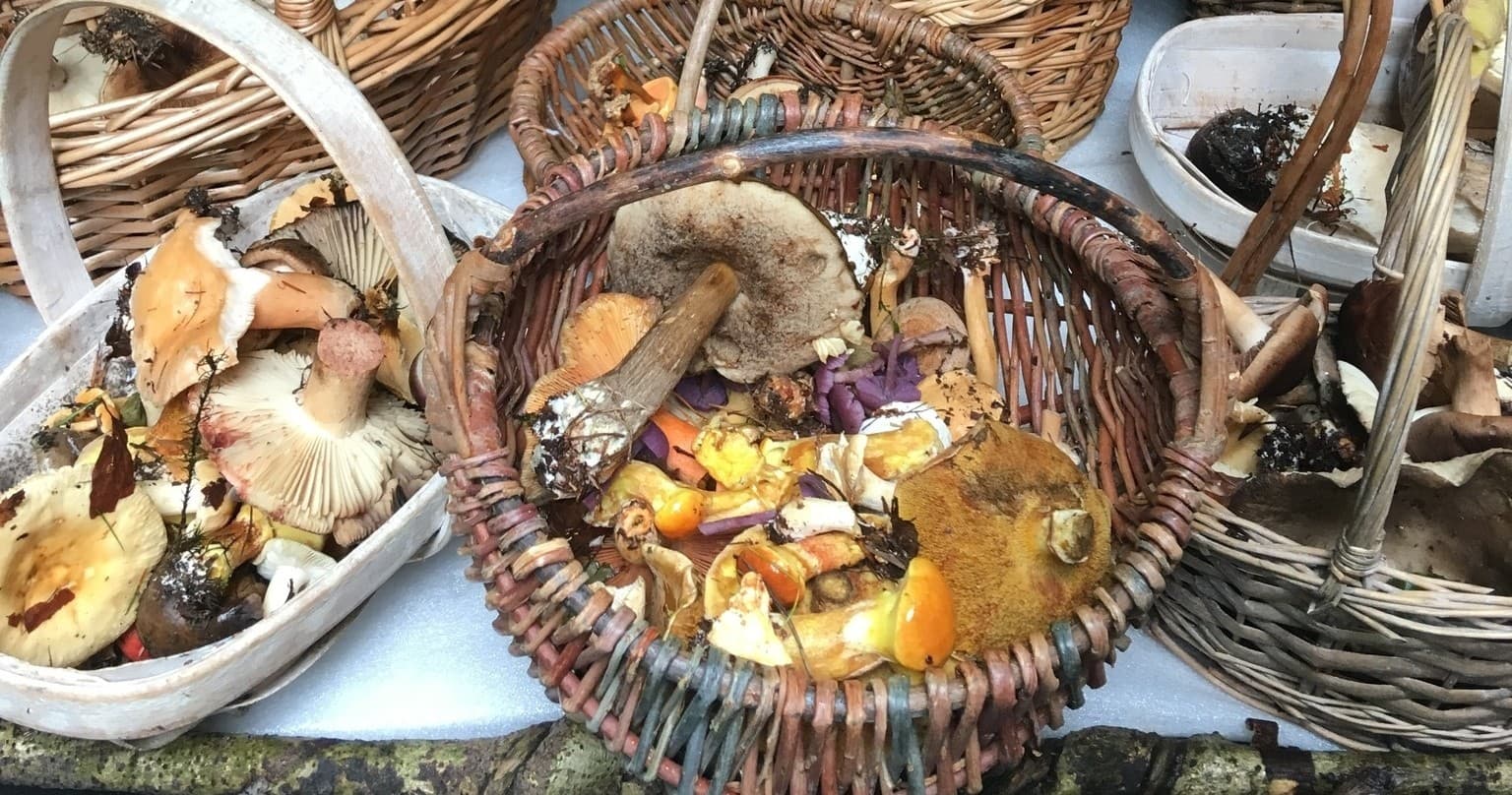 Wild mushroom foraging baskets in a damp forest floor