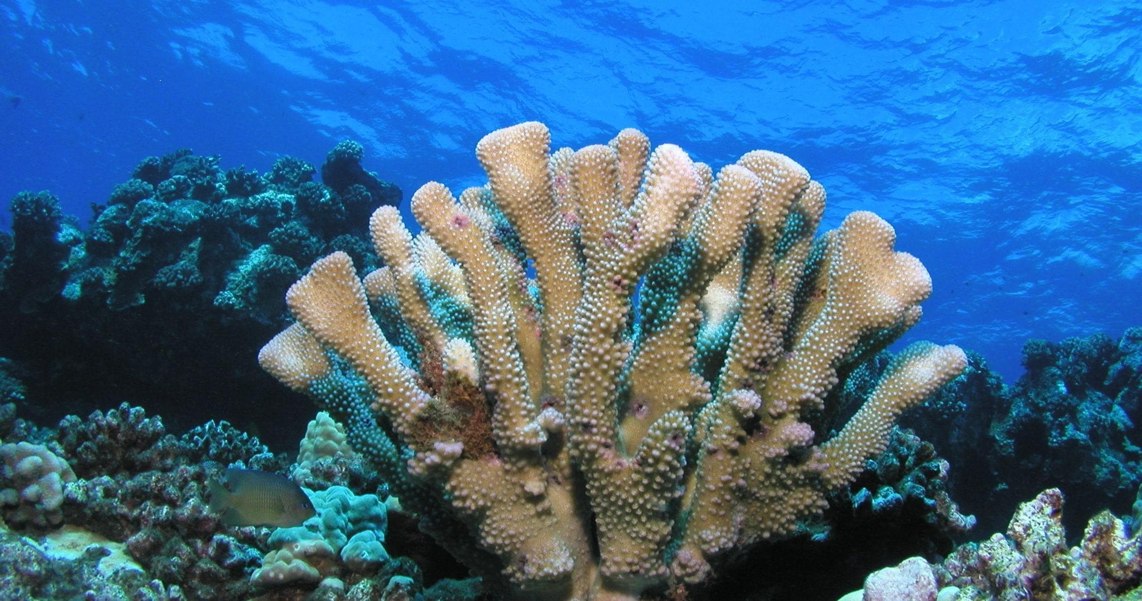 Open Water Certification in Lahaina, Maui's Pristine Waters