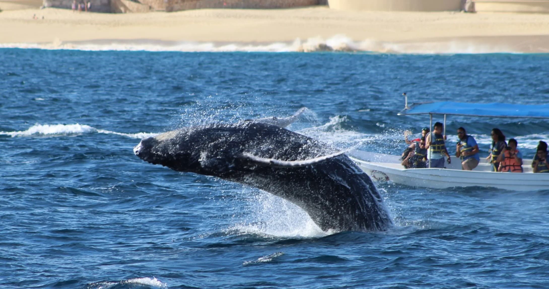 Whale Watching with Love Shack Cruises in Cabo San Lucas