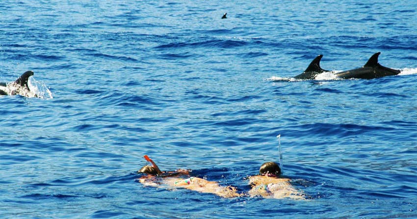 Whale & Dolphin Watching with Nature Meetings in Madeira