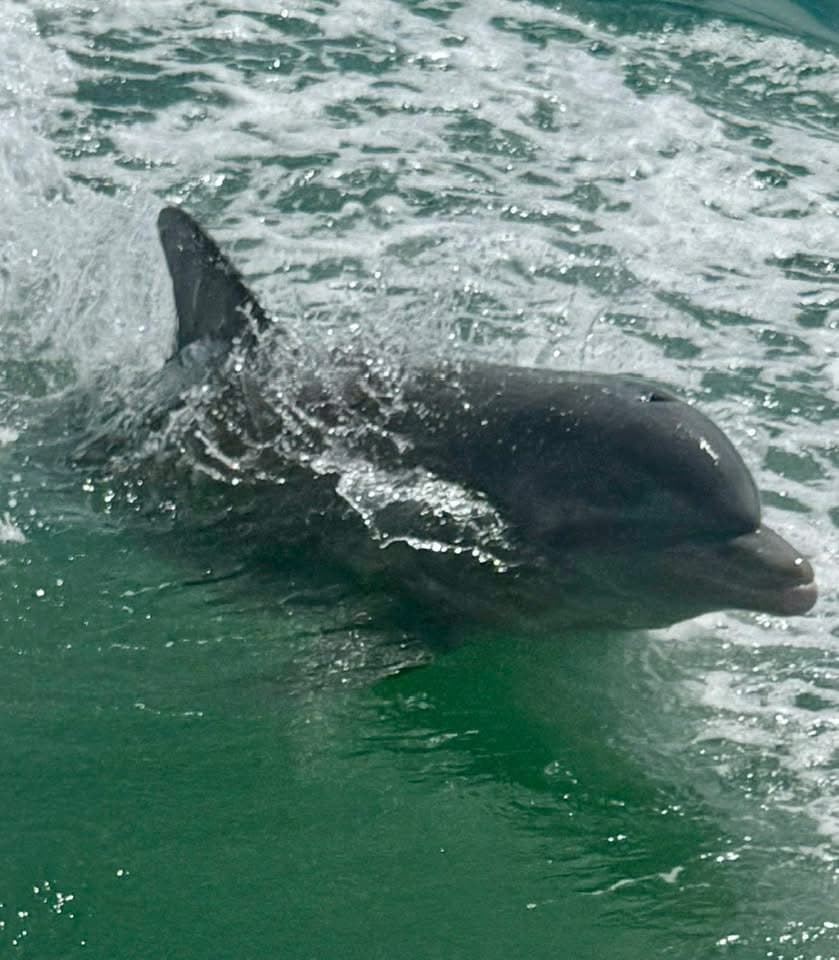 Anna Maria Island Dolphin Tours: Intimate Wildlife Cruises from Holmes Beach