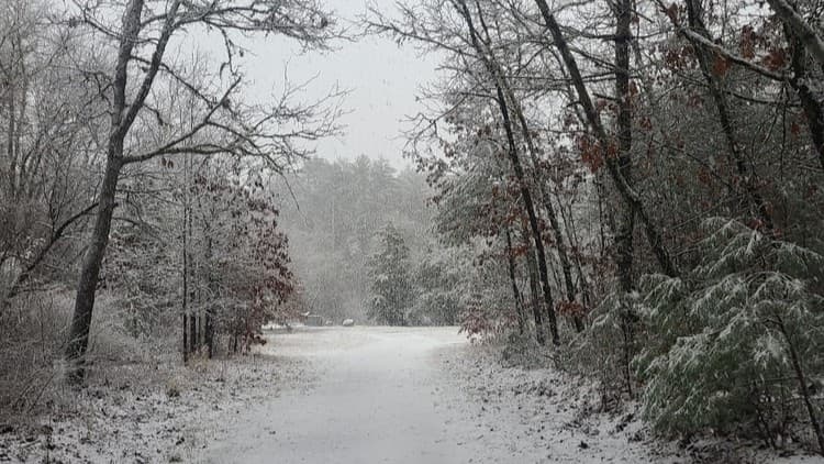 Winter Evergreen Walk at Horseshoe Mill: Guided Naturalist Hike in Wareham, MA
