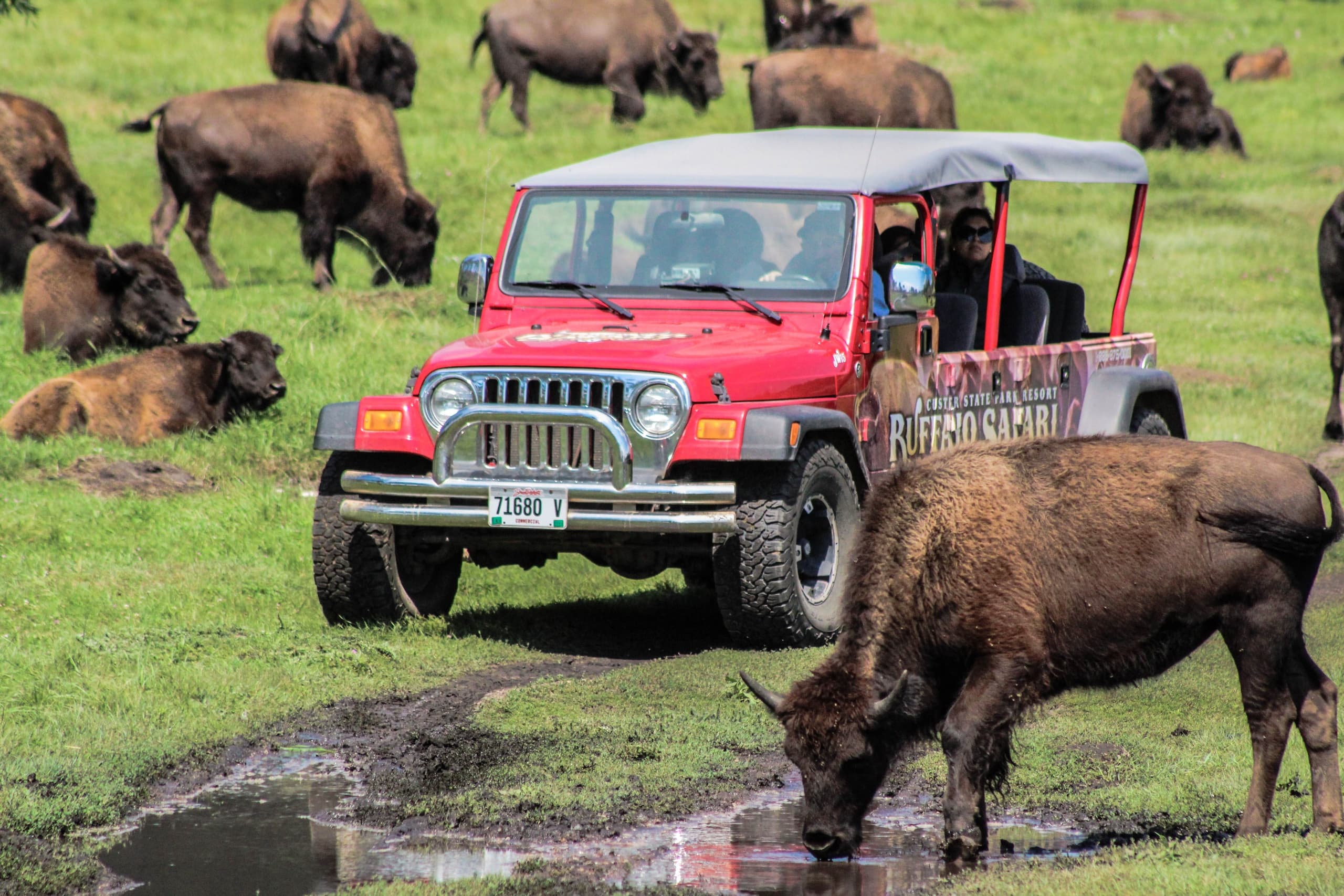 Off-road jeep tour with bison grazing on open grassland