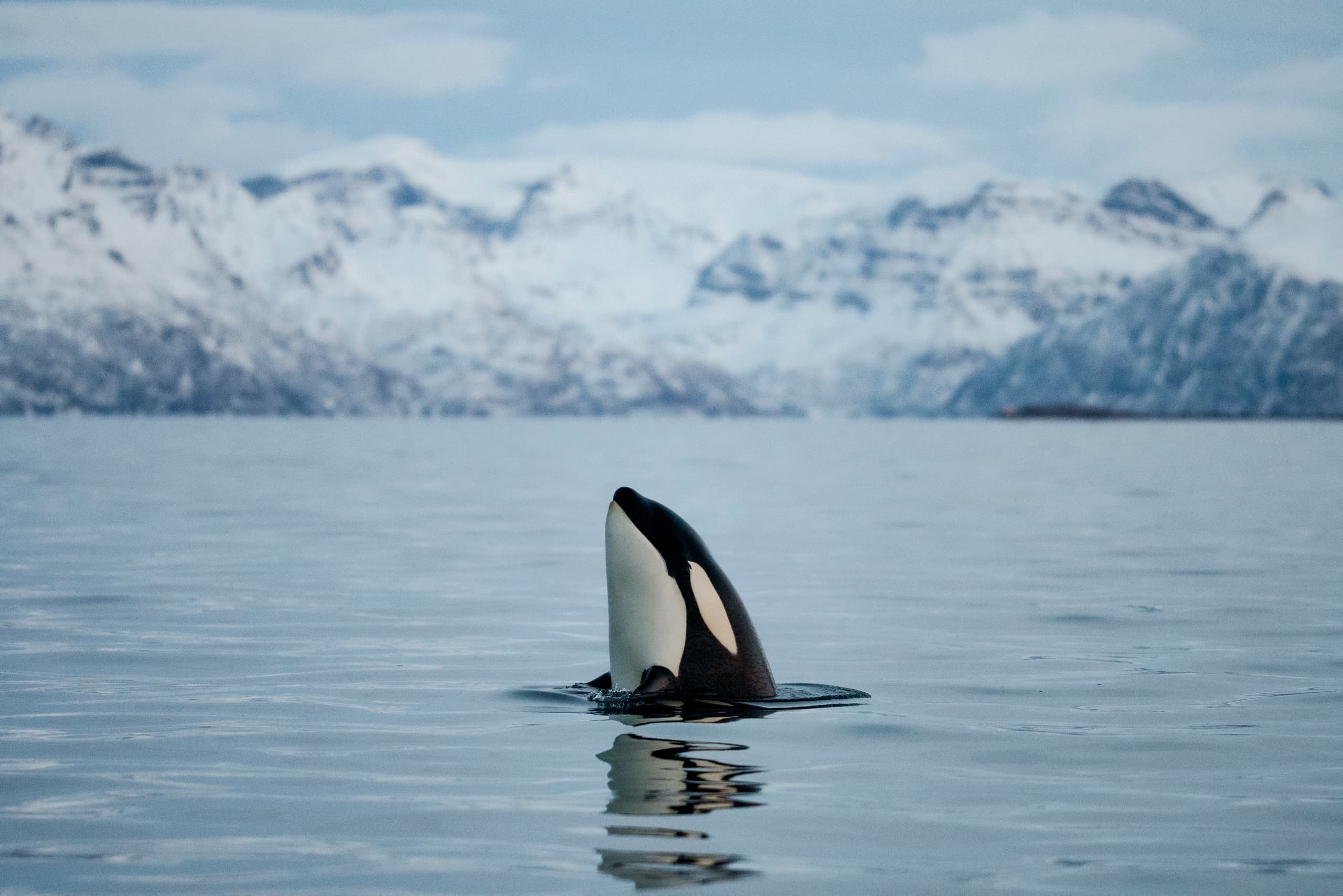 Orca breaching near icy fjord waters during Arctic whale tour
