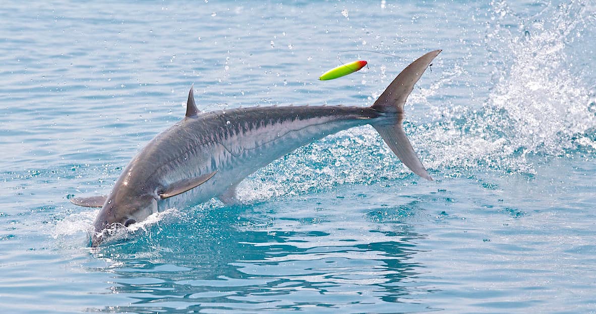 Tarpon breaching ocean surface during offshore fishing trip