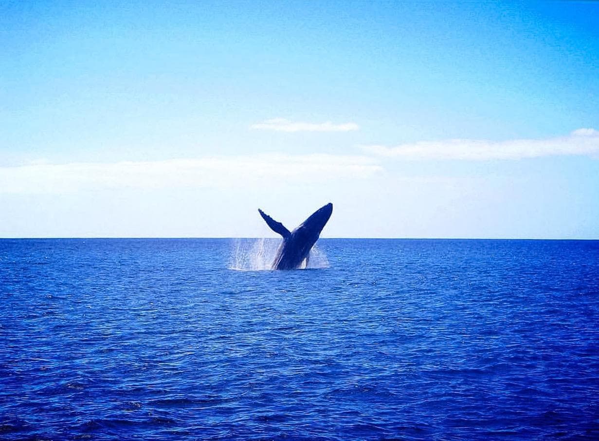 Waikiki Whale Watching Experience in Honolulu, Hawaii