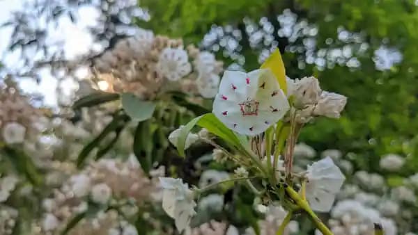 Flowering Native Shrubs Walk at Bowman's Hill Wildflower Preserve
