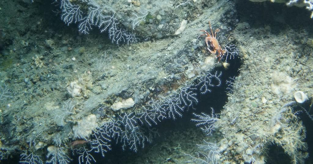 Scuba Diving Adventure at Aquanauts Dive Adventures