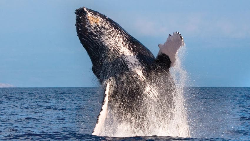 Breaching humpback whale off Kona coast during ocean tour