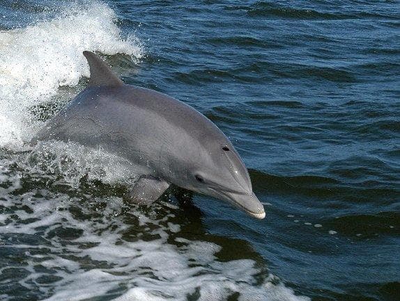 Public Dolphin Tour