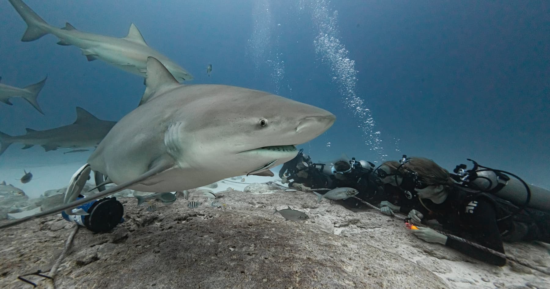Advanced Open Water Diver Course in Playa del Carmen - 5 Dives, Wrecks & Sharks photo 4