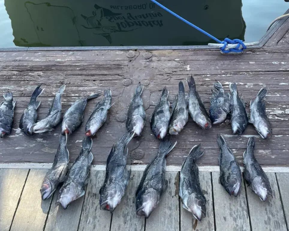 Nearshore Bottom Fishing Off Lewes: 8-Hour Charter for Flounder, Sea Bass & Ribbonfish