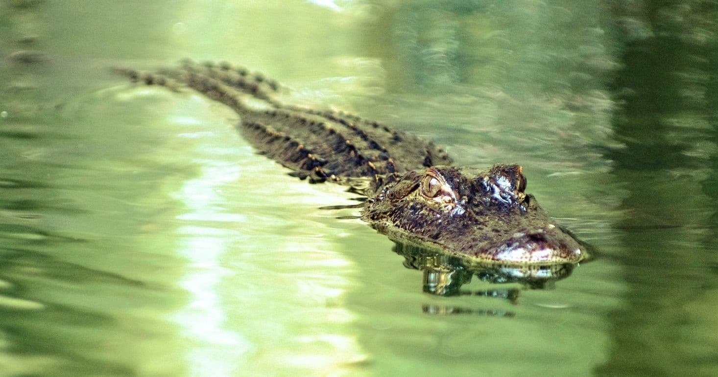 Gator Experience VIP at Gator Beach in Destin