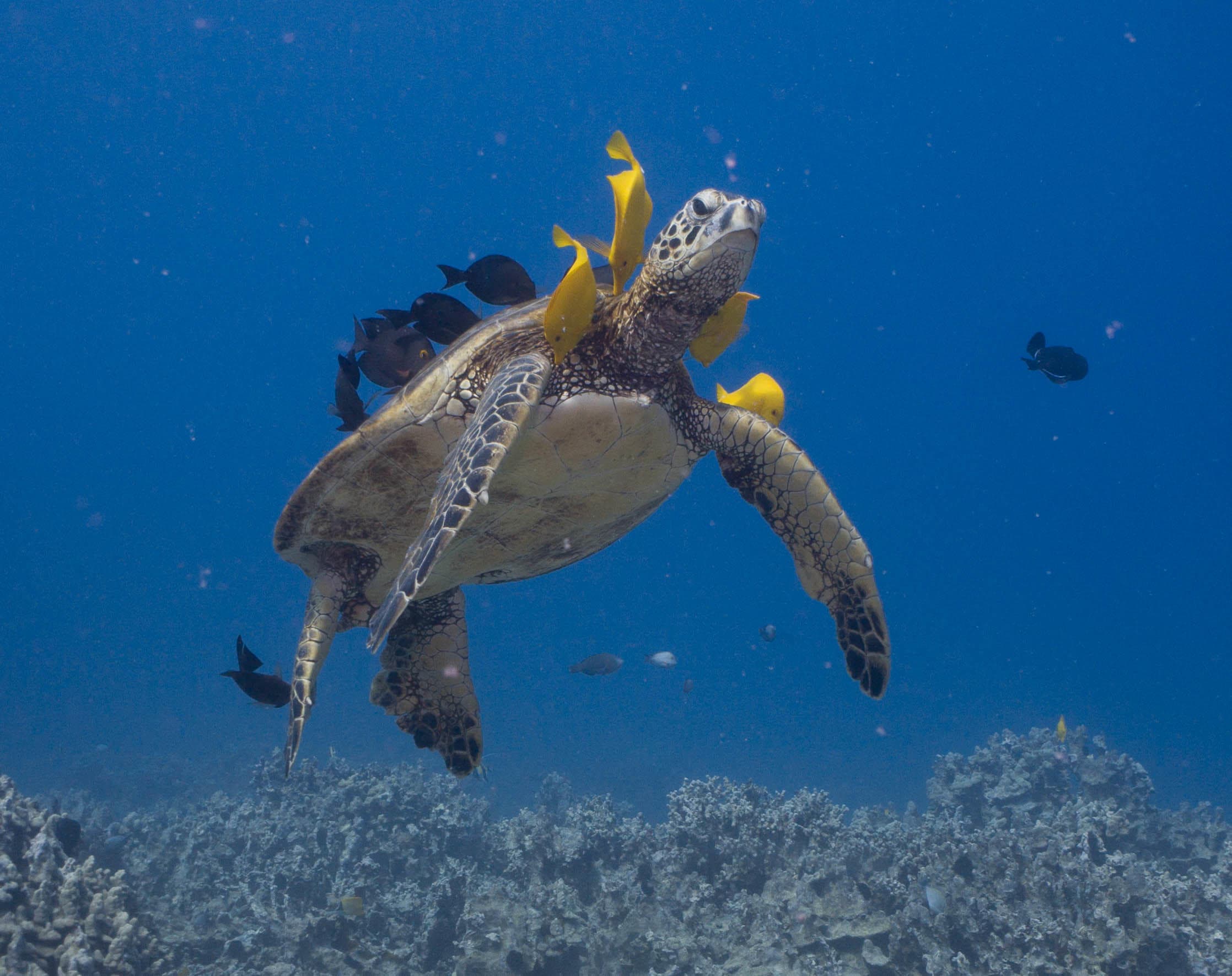 Afternoon Dive and Snorkel Adventure at Kohala Coast