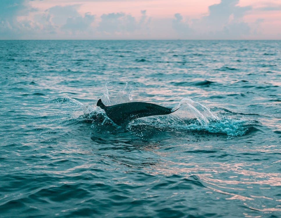 Dolphin breaching in turquoise ocean, wildlife encounter
