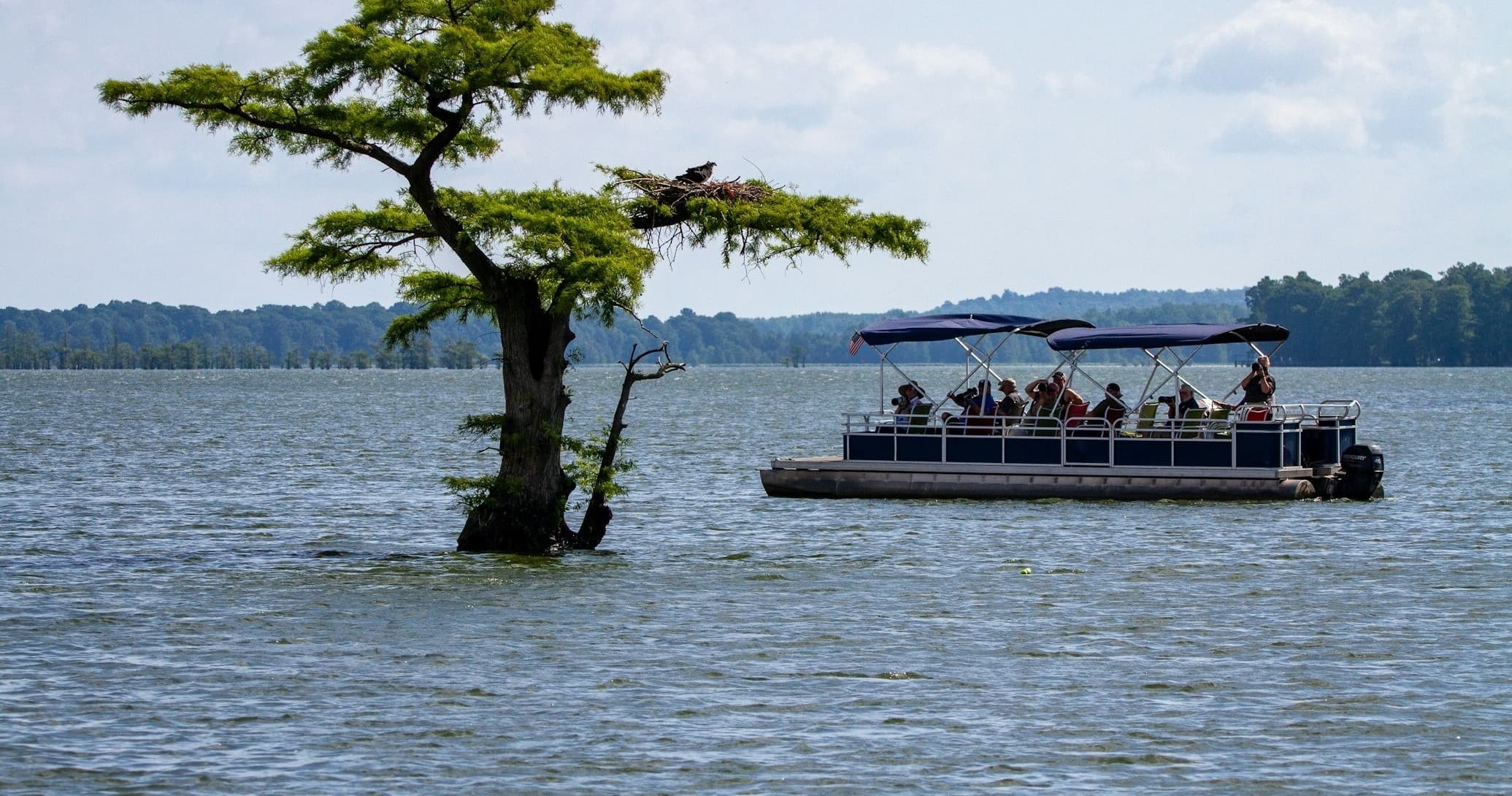 Guided riverboat passing lone cypress tree on scenic lake tour