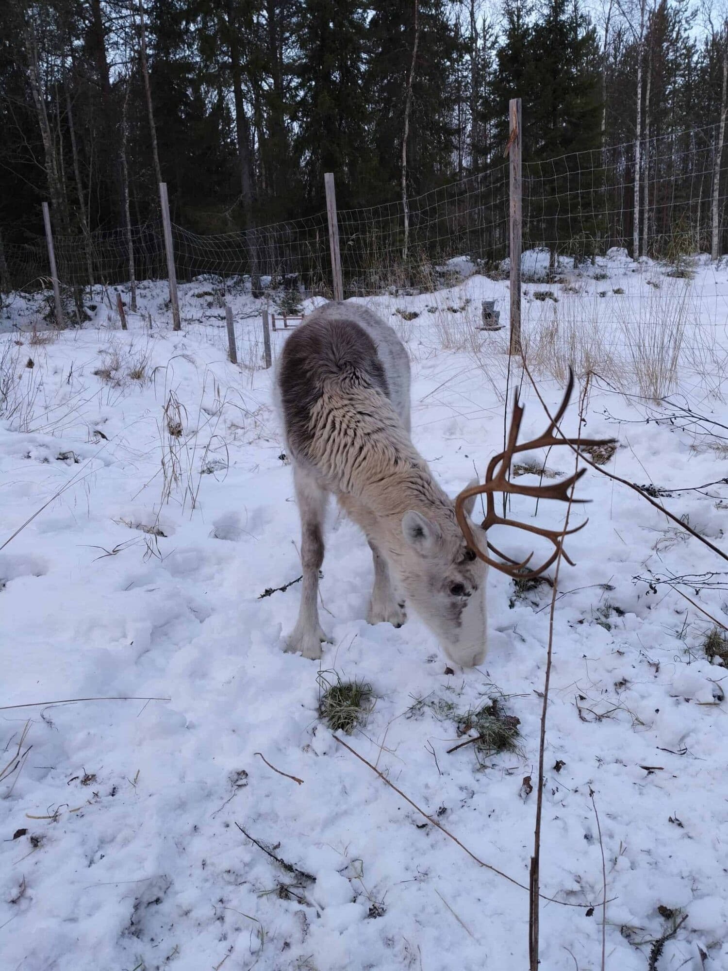 Meet Reindeer at a Coastal Arctic Homestead Near Kuivaniemi photo 1