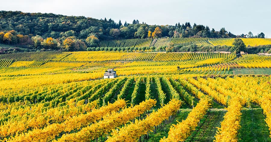 Vineyard tour through rolling vine rows in autumn countryside