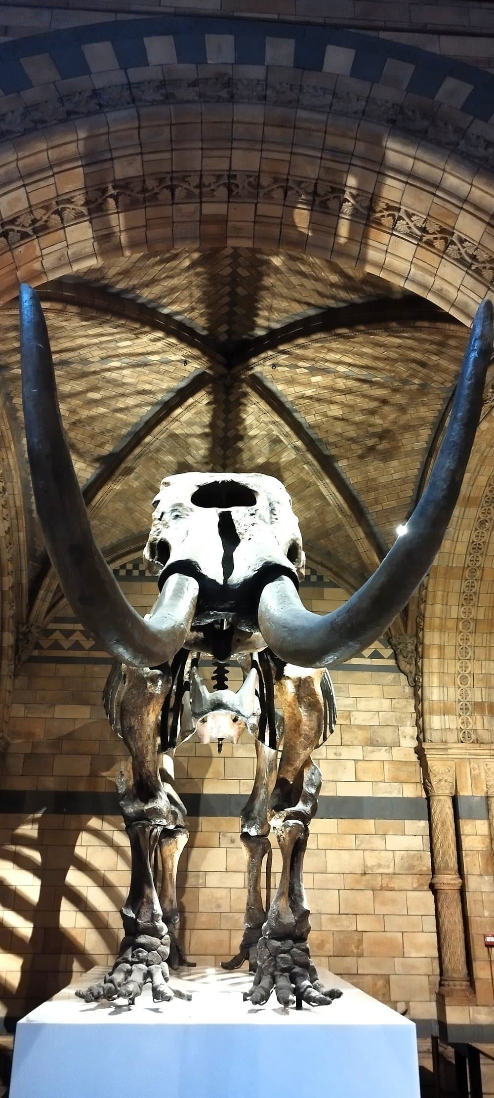 Inside Hope and Sophie: Private Guided Tour of London’s Natural History Museum photo 4