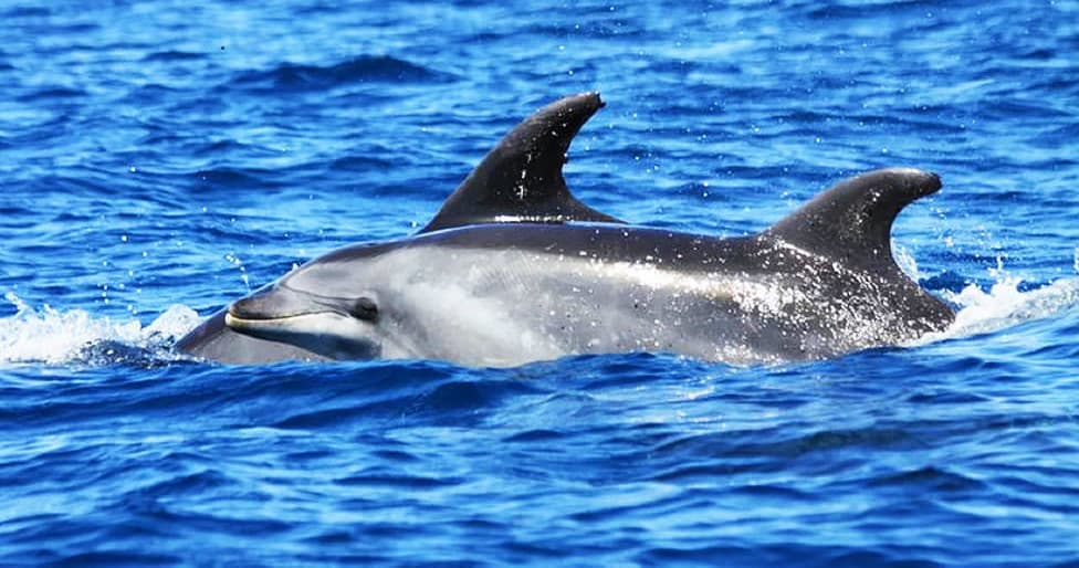 Pair of dolphins swimming in clear Atlantic waters, Algarve tour