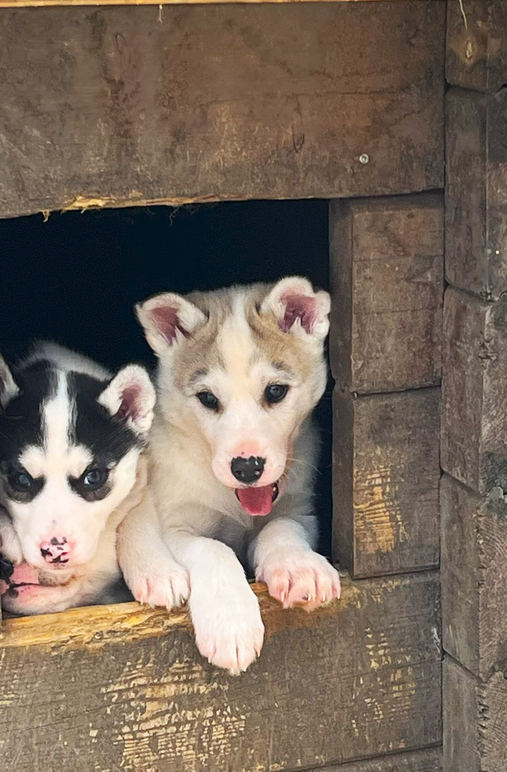 Arctic Kennel Visit in Kiruna: Meet Huskies, Kåta Coffee & Dog Sled Traditions photo 1