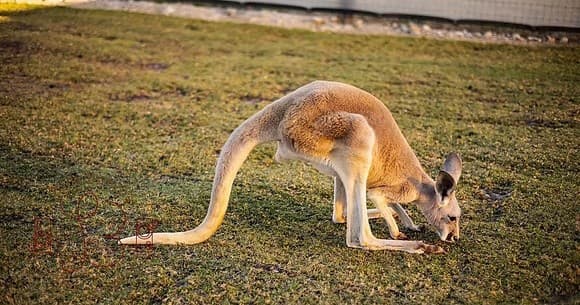 Kangaroos & Capybaras: Afternoon Animal Encounters at Big Dreams Ranch, Ira Township MI