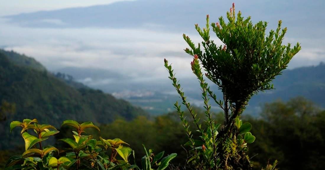 Misty mountain valley view with foreground shrub and rolling hills