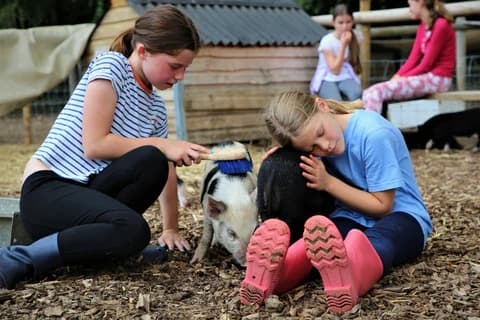 Farm Animal Fun at Kew Little Pigs Farm Ltd: Children's Animal Day