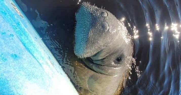 Kayaking with Manatees in Fort Myers via Manatee Kayaking Company