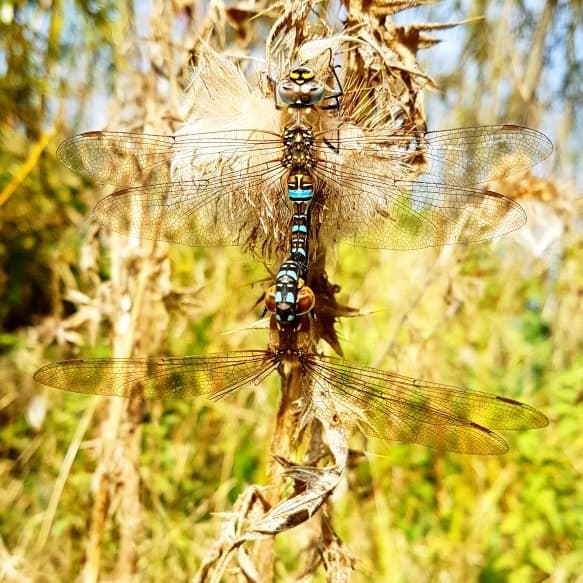 Pair of dragonflies perched on dry reeds in sunlit meadow