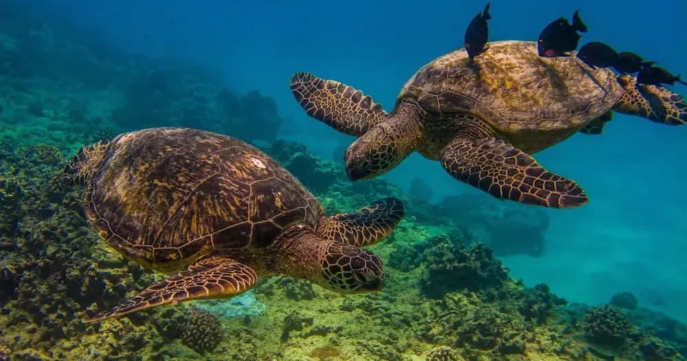 Snorkel with Hawaiian Green Sea Turtles at Turtle Canyons, Oahu