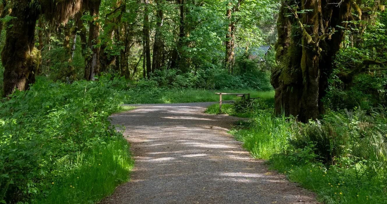 Lake Quinault Rainforest Tour: 3-Hour Guided Walks, Waterfalls & Valley of the Giants