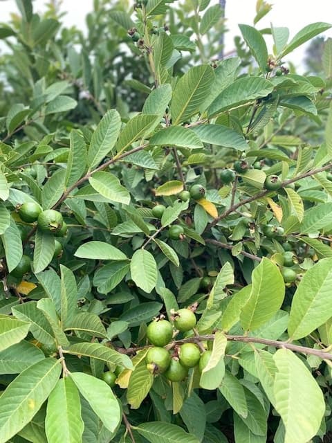 Guava tree with ripe fruit in garden orchard, harvest-ready