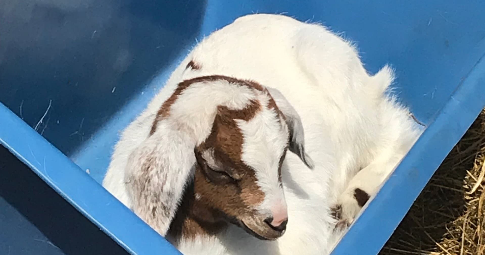 Goat Cuddles at Strohmer's Farm: Private 45-Minute Goat Experience in Woodstock, Maryland