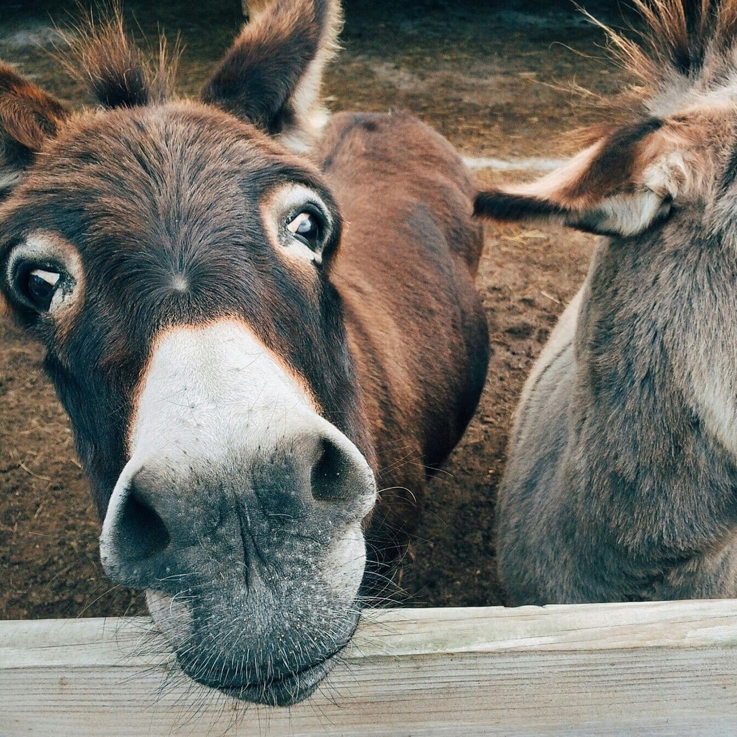 Curious donkeys peering over corral fence on Texas ranch