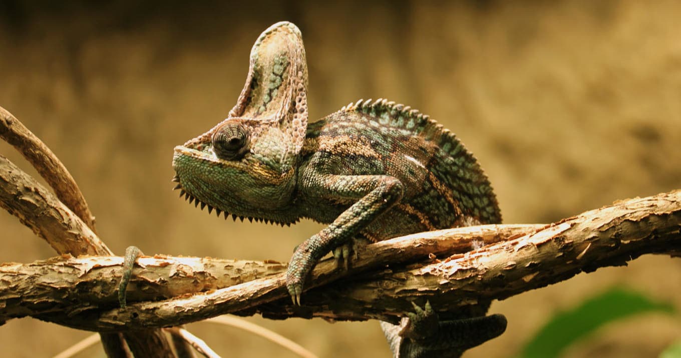 Komodo Dragon Feeding at Clyde Peeling's Reptiland