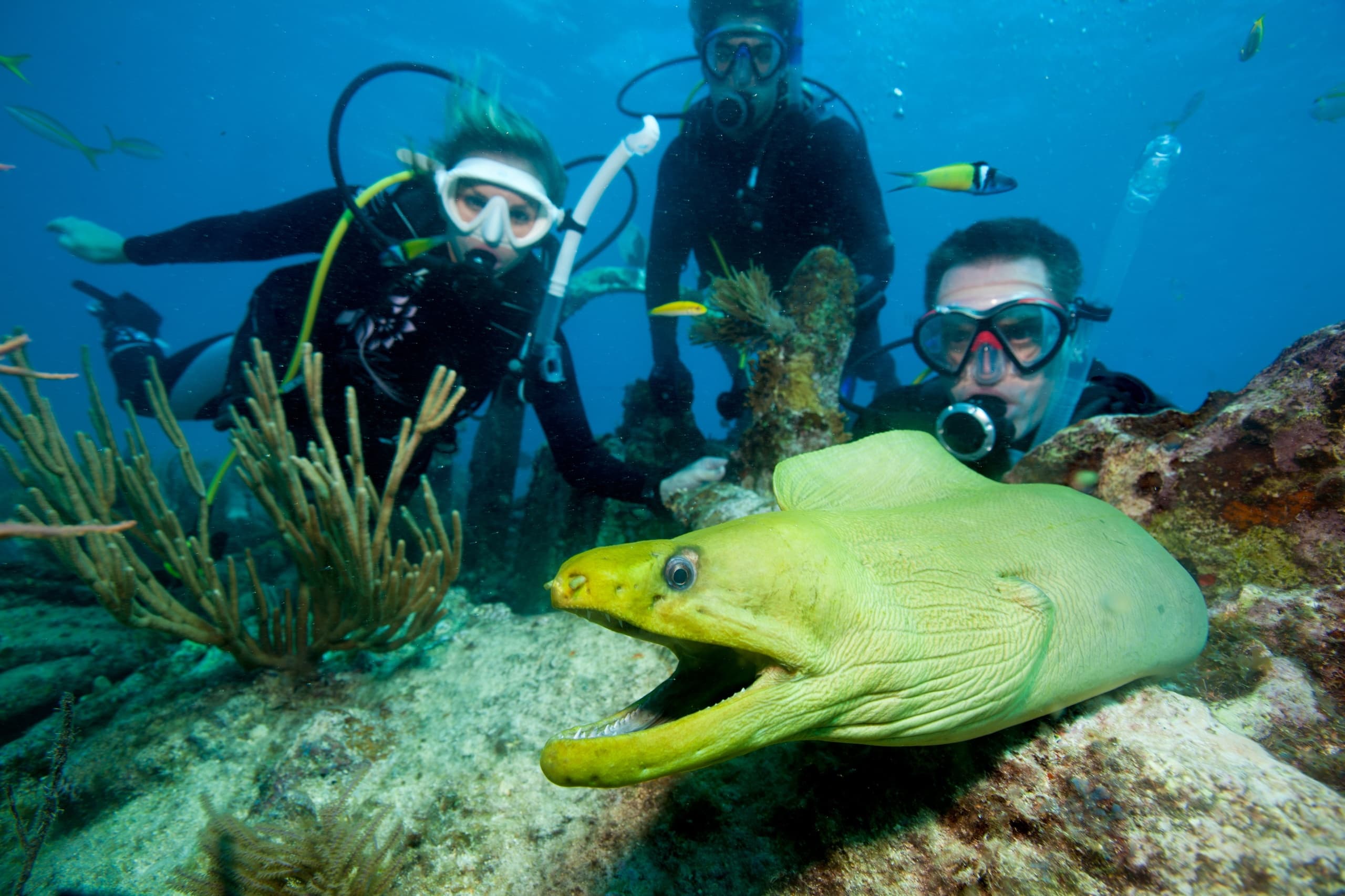 Discover Scuba in Islamorada: Introductory PADI Dive Experience in the Florida Keys