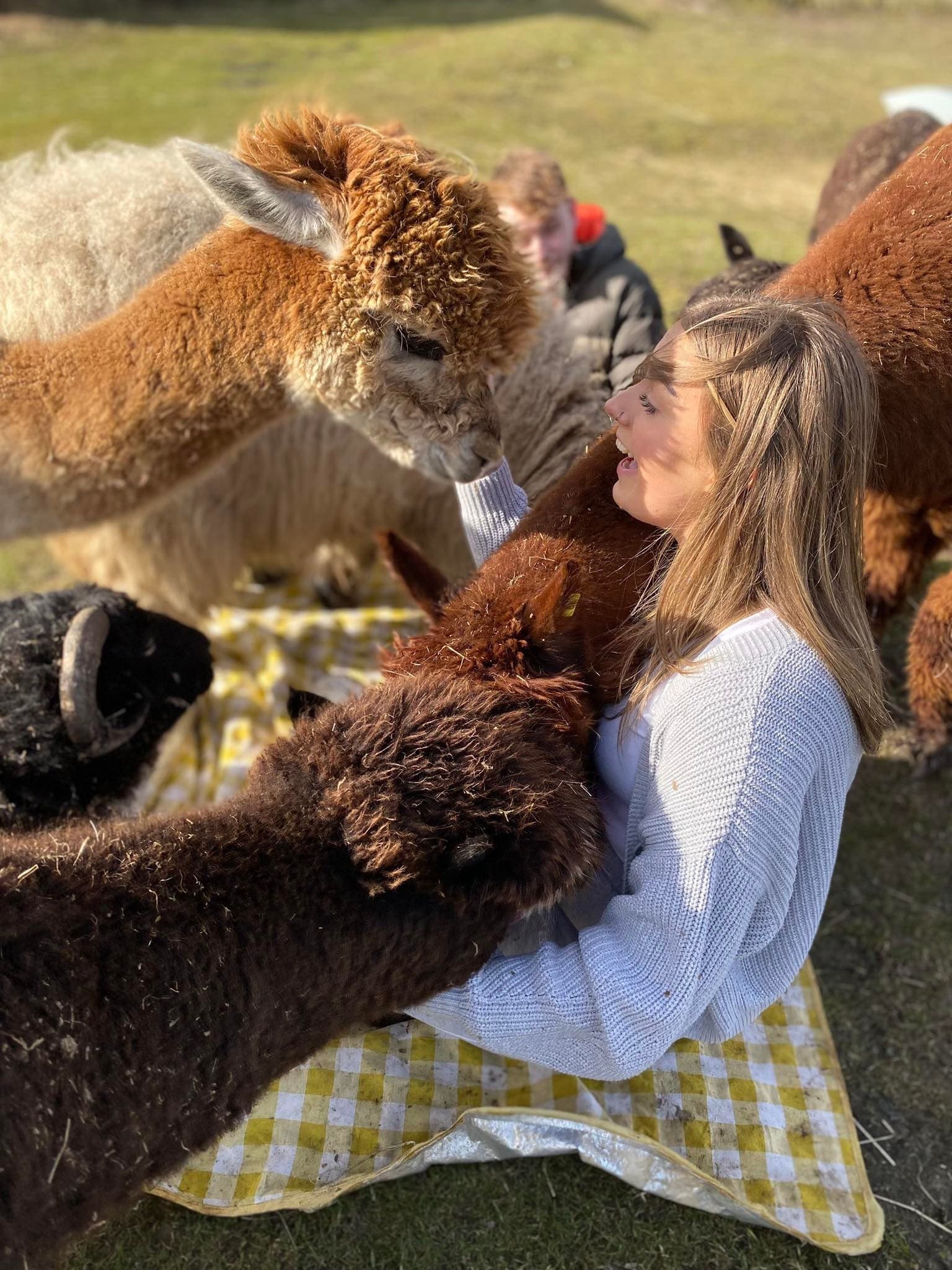 Hands-On Alpaca Experience in Graianrhyd — Family-Friendly Woolly Encounters