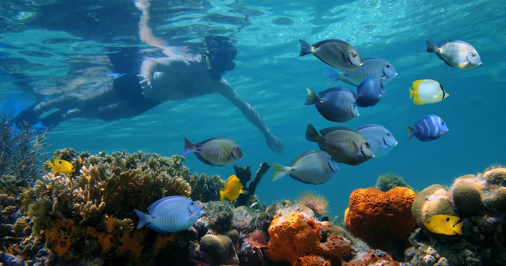 Rise & Reef Morning Snorkel in Key West, Florida