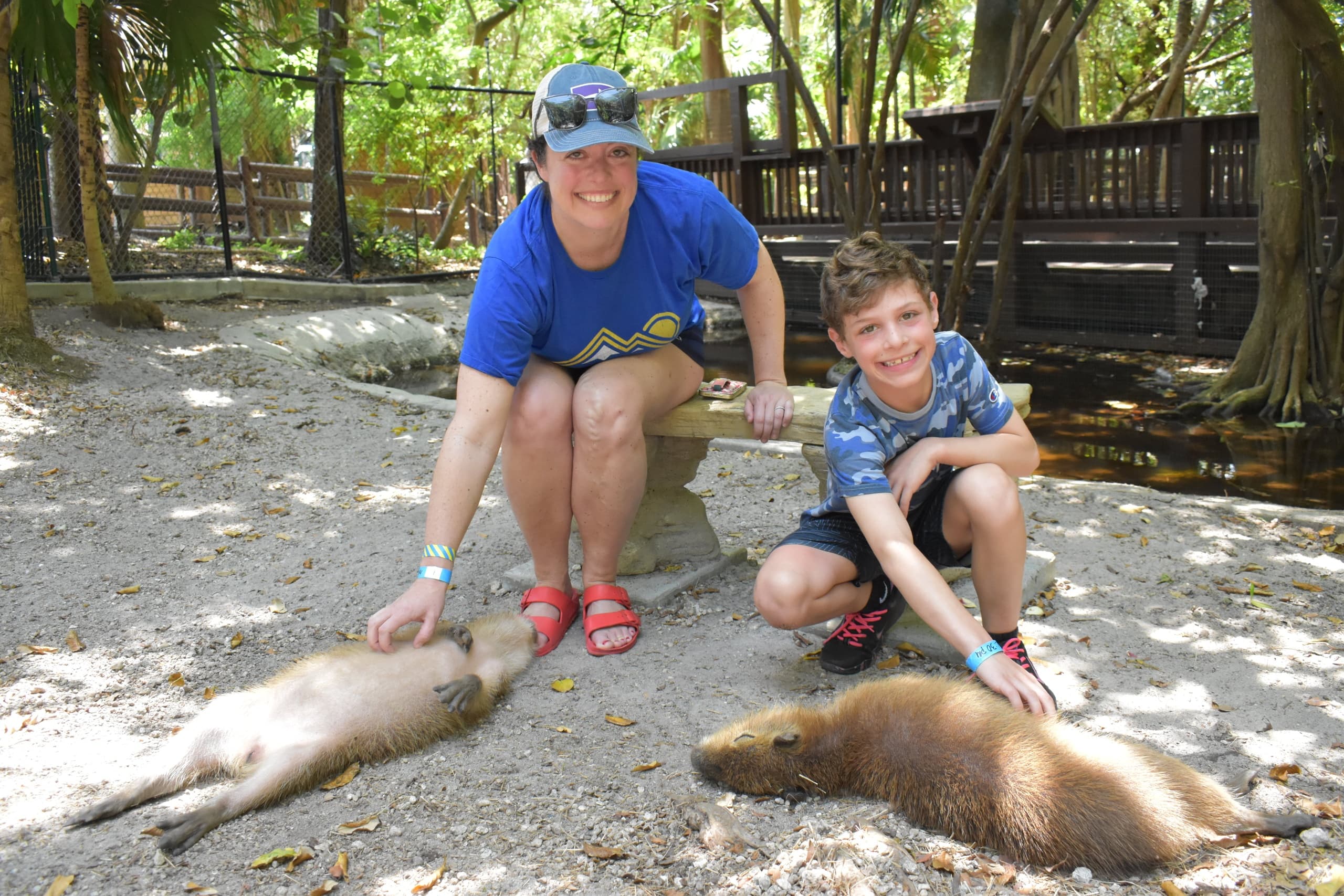 Wildlife & Nature: Baby Capybara Encounter at Jungle Island