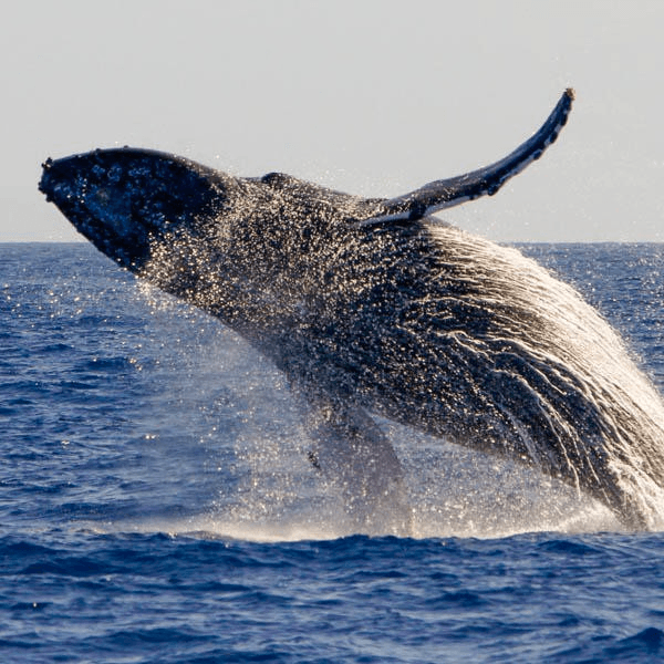 PacWhale Eco-Adventures fleet