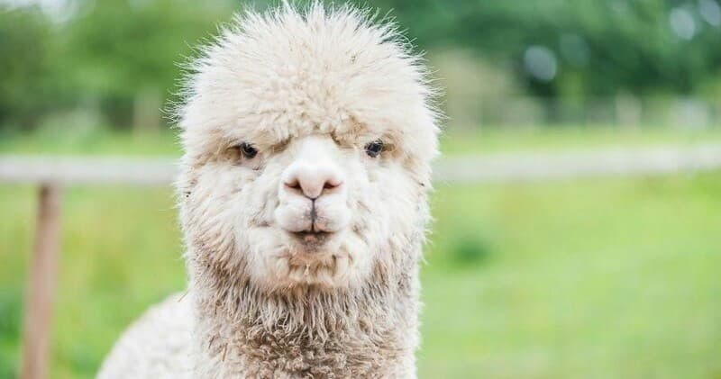 Alpaca Walk Experience at Lucky Tails Farm: A Family-Friendly Outdoor Adventure in Hurley, England