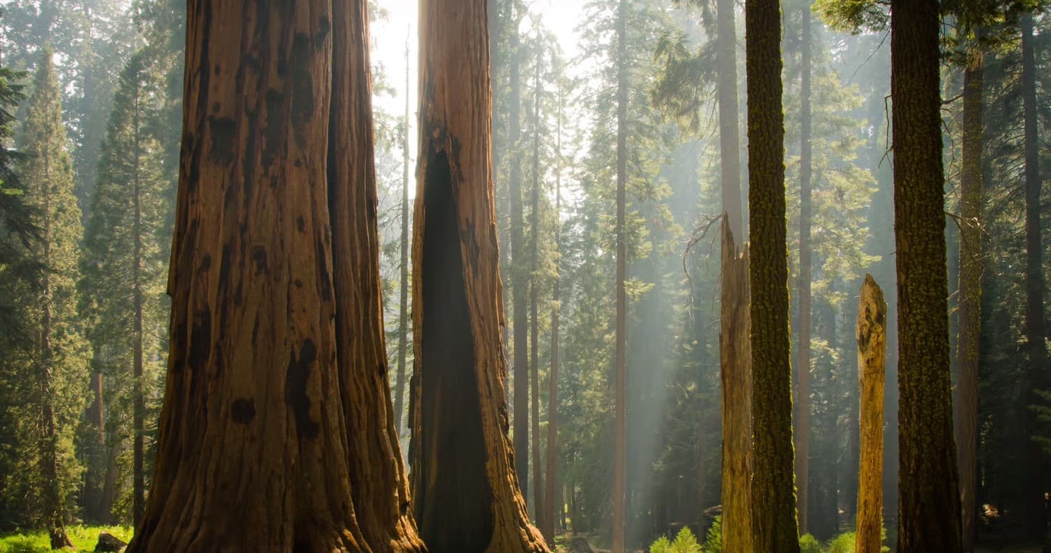 48-Hour Summer Rentals at Lodgepole Market — Camp Gear for Sequoia National Park