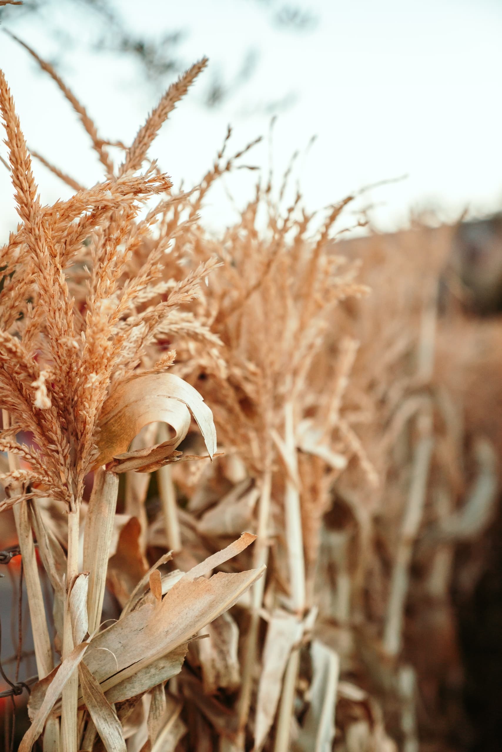 Golden corn stalks in late autumn field for scenic harvest walk