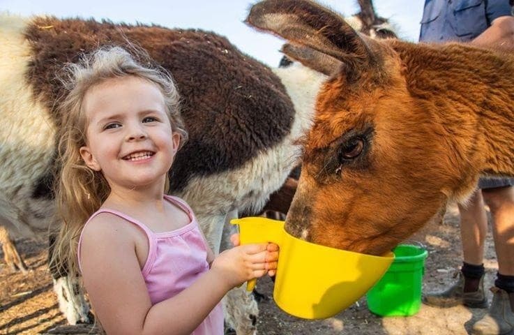Little Llama Farmers: Kids Llama Workshop at Pine Mountain, Ipswich