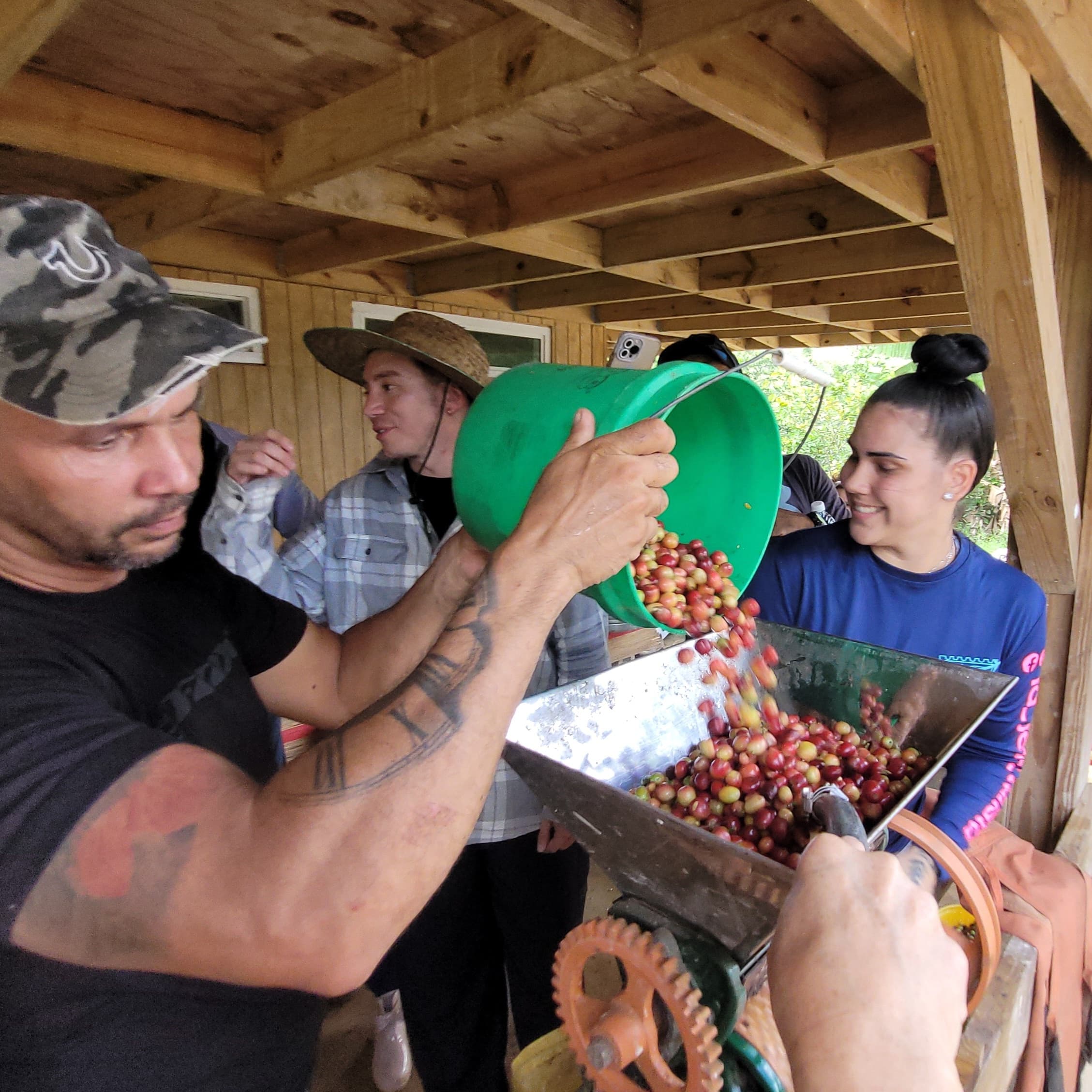 Workers pouring coffee cherries into pulper under farm shelter